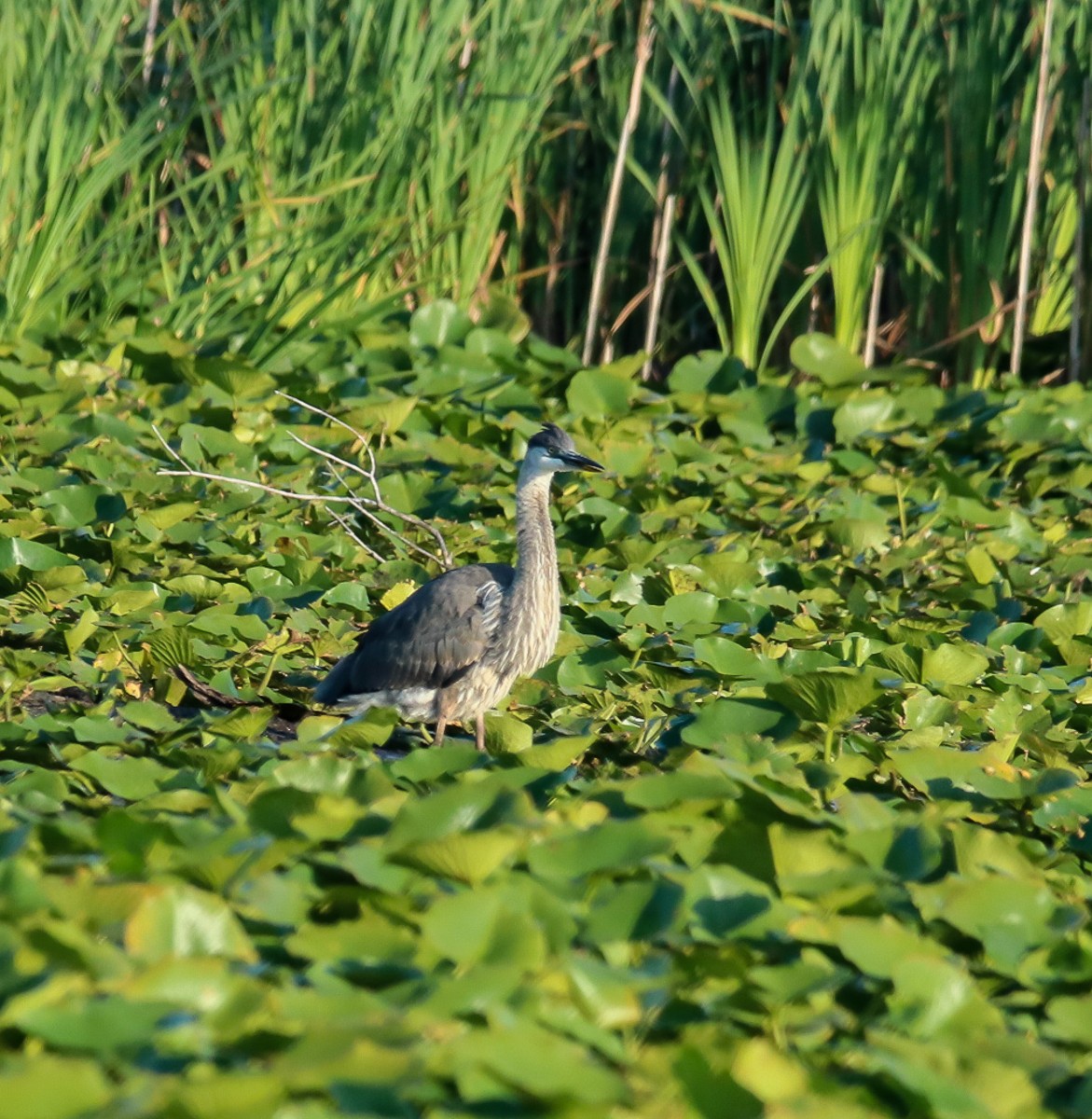 Black-crowned Night Heron - Hin Ki  & Queenie  Pong