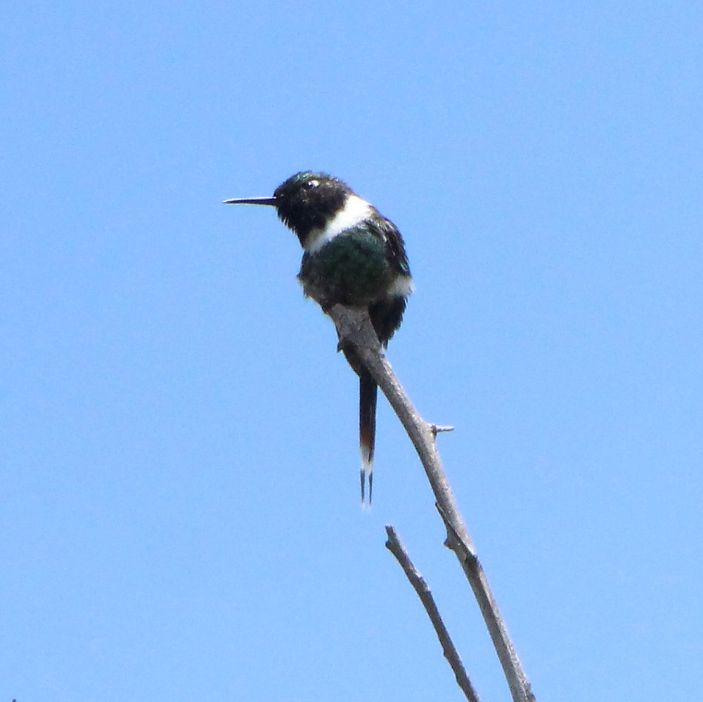 Sparkling-tailed Hummingbird - ML257503571