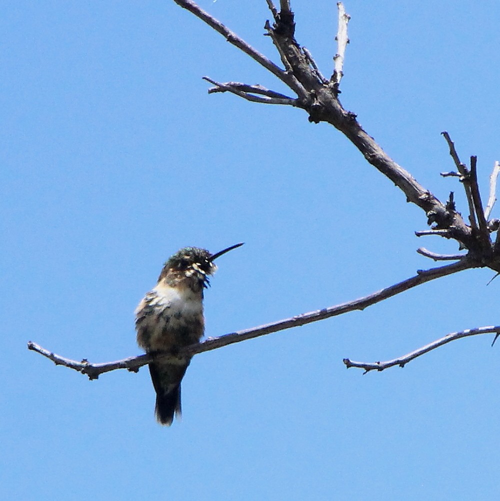 Sparkling-tailed Hummingbird - ML257503621