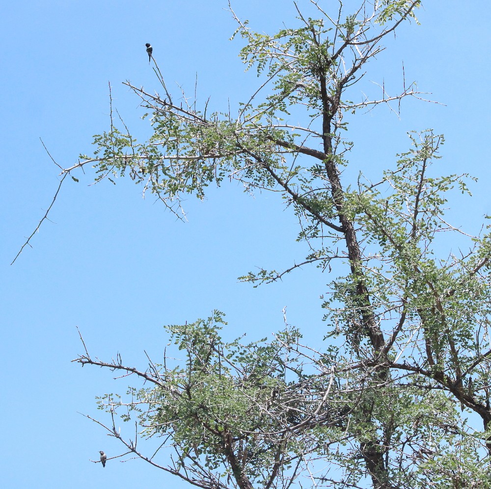 Sparkling-tailed Hummingbird - ML257503661