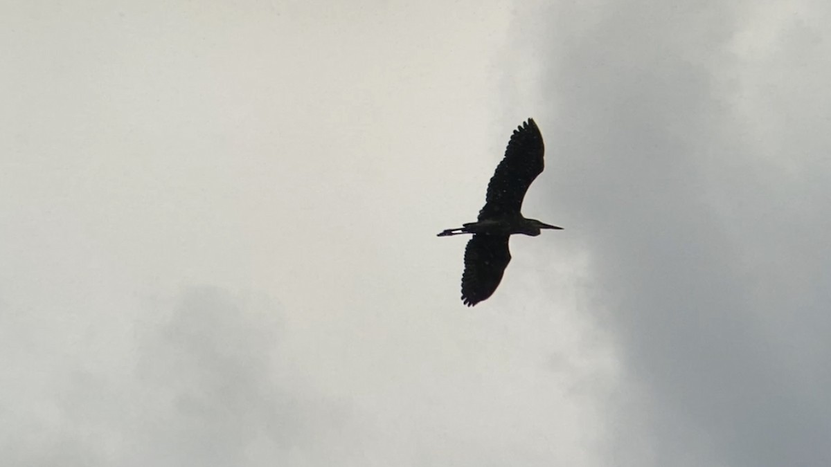 Great Blue Heron - ML257507911