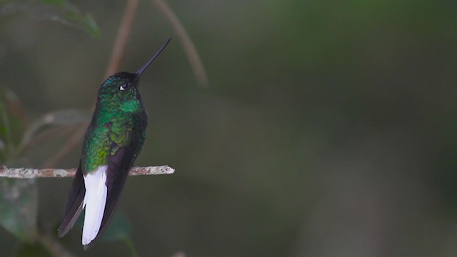 Türkiskronkolibri - ML257508161