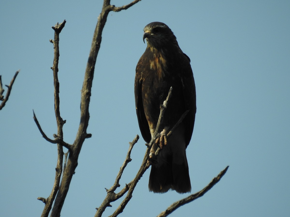 Snail Kite - dario wendeler