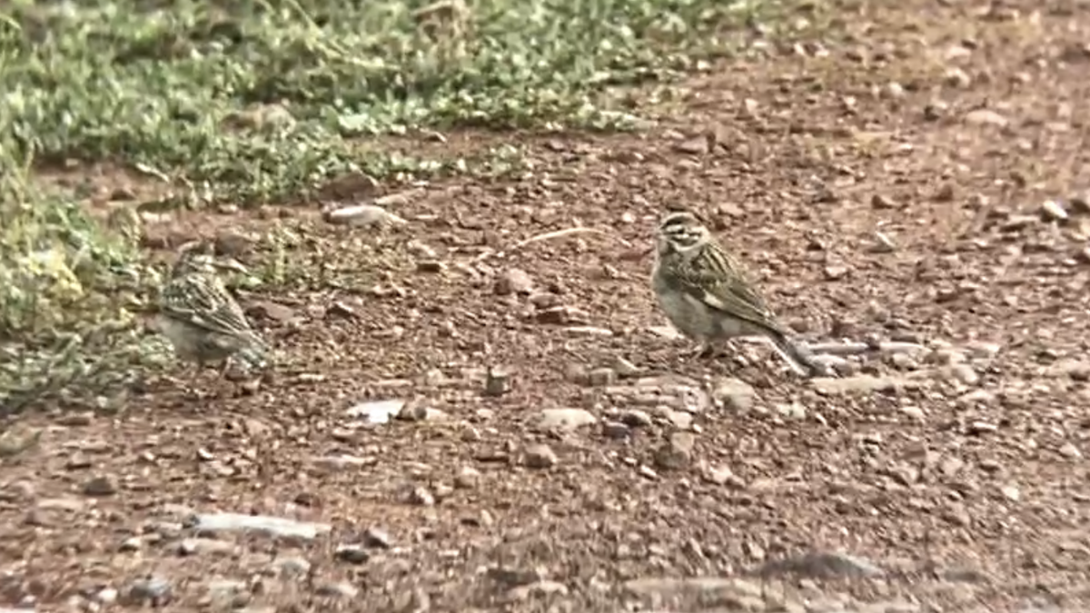 Lark Sparrow - ML257509681