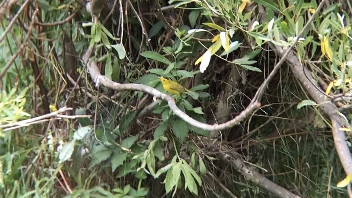 Wilson's Warbler - ML257509801