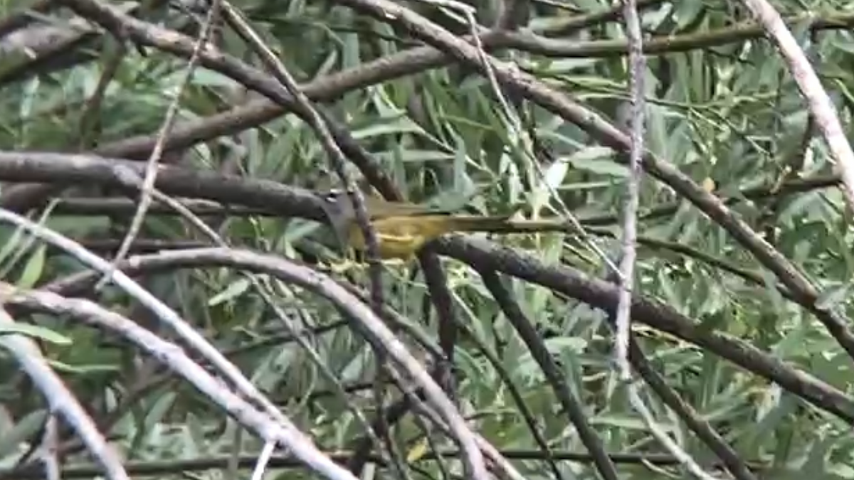 MacGillivray's Warbler - ML257510961