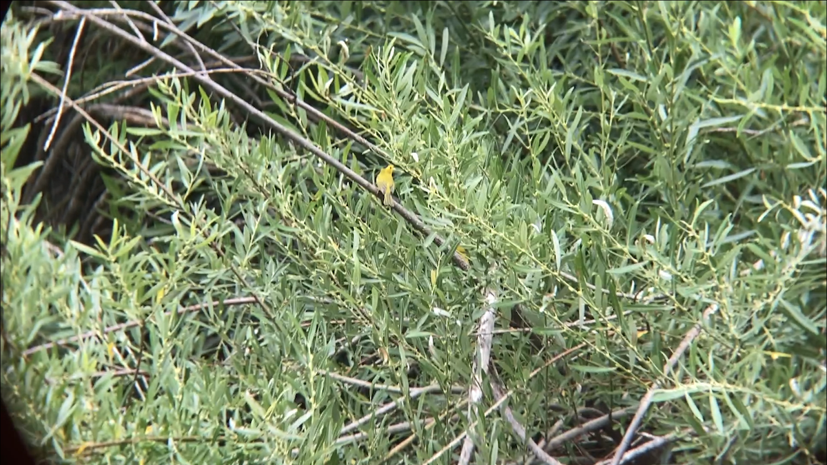 Wilson's Warbler - ML257511051