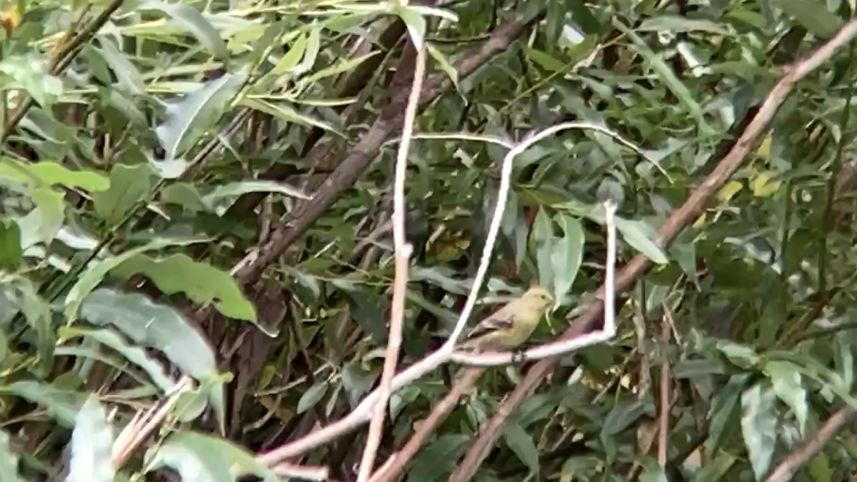 Western Tanager - ML257511071