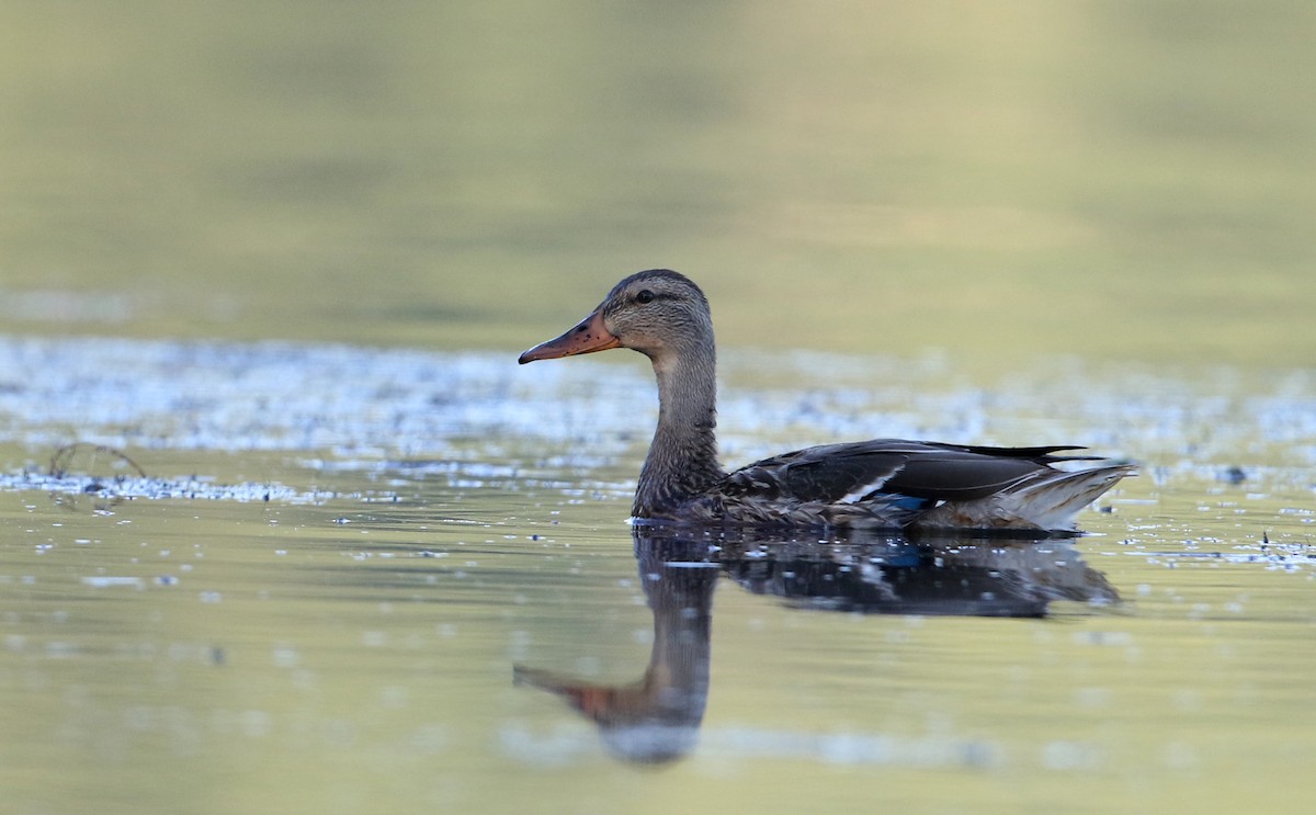 Mallard - Jay McGowan