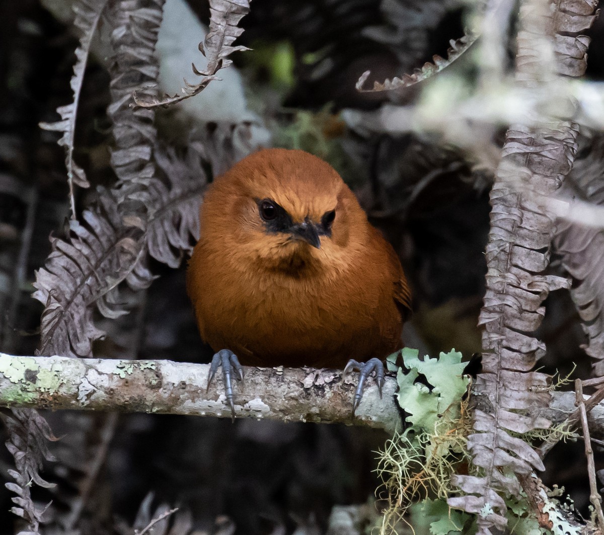 Rufous Spinetail - ML257511671