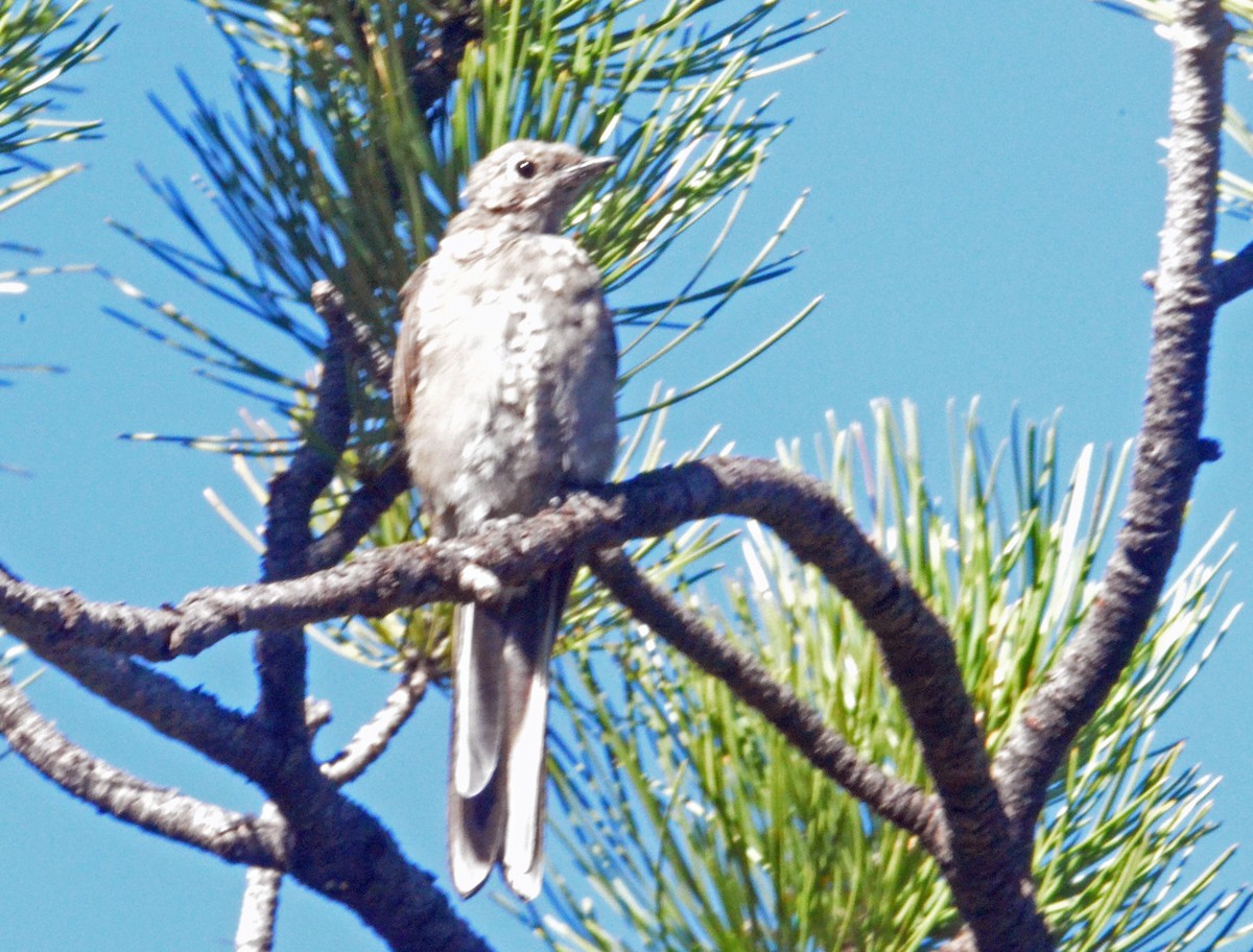 Townsend's Solitaire - ML257512591