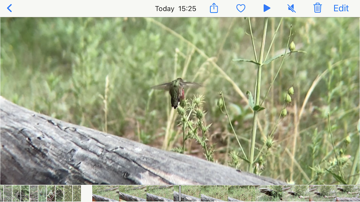 Broad-tailed Hummingbird - ML257512781