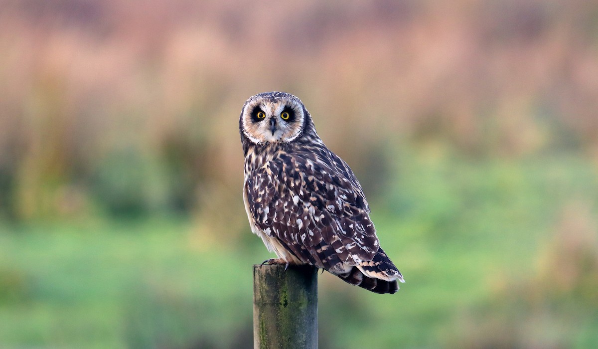 Short-eared Owl - ML257513791