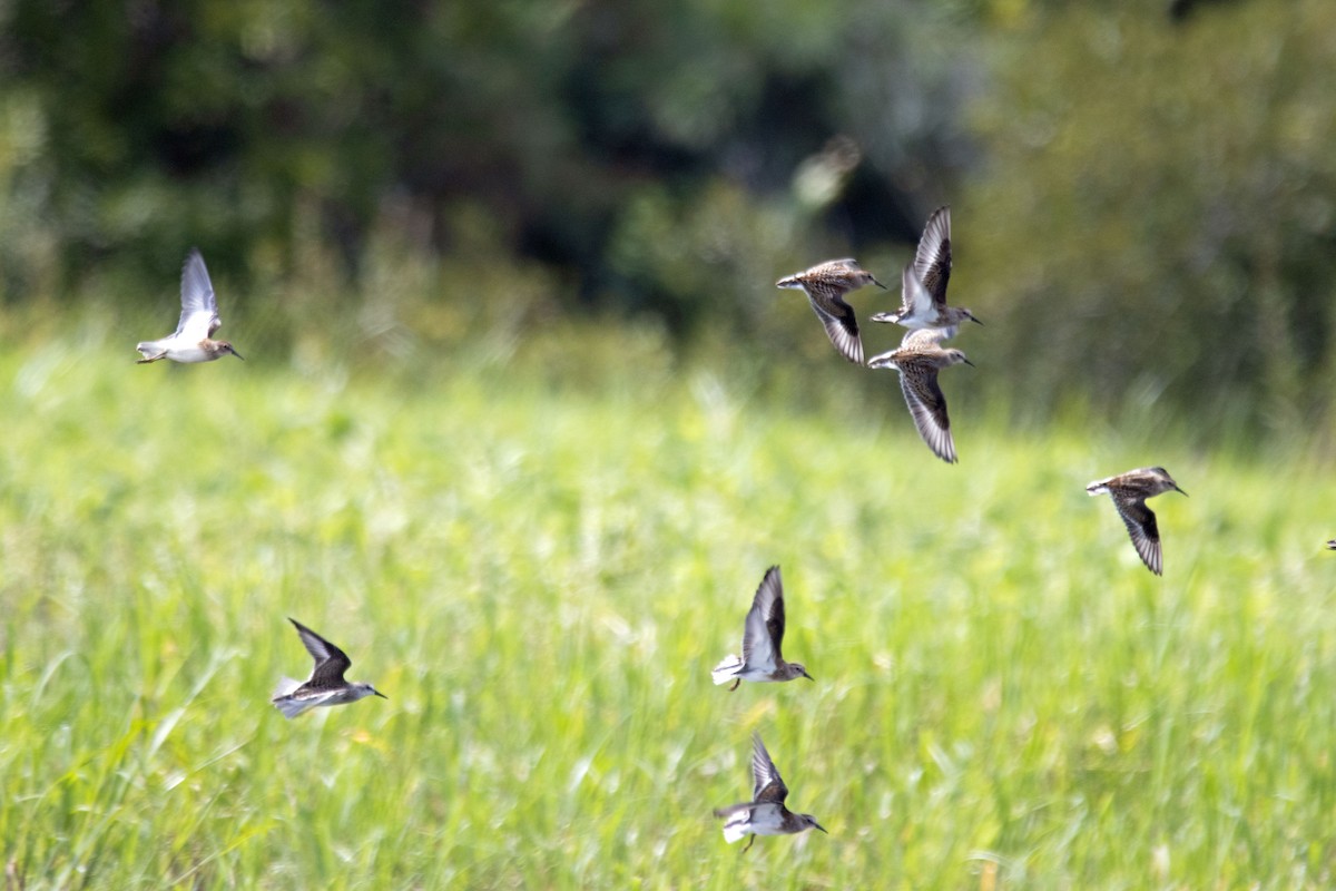 tanımsız küçük kumkuşu (Calidris sp.) - ML257516241