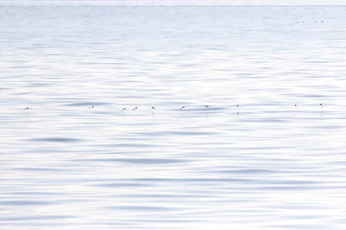 Red-necked Phalarope - Steve Hampton