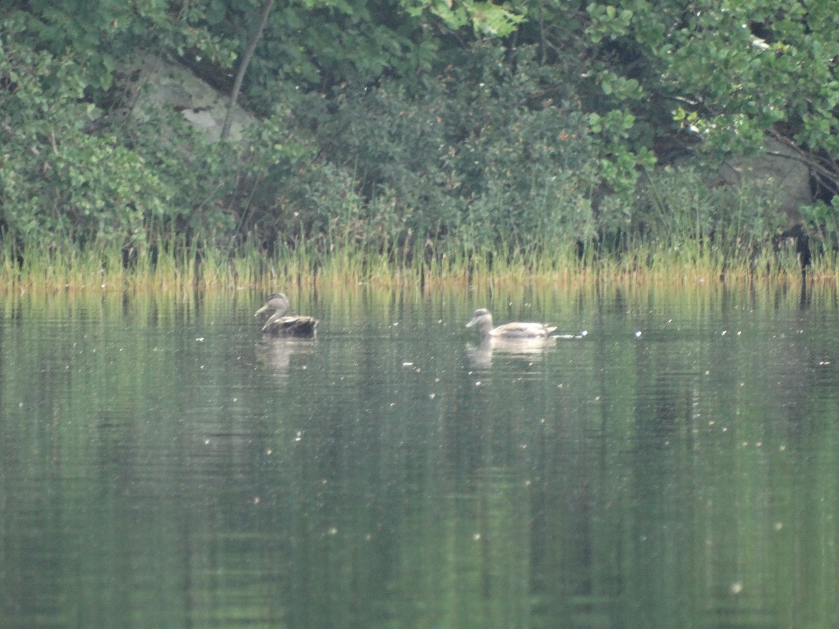 American Black Duck - ML257518331