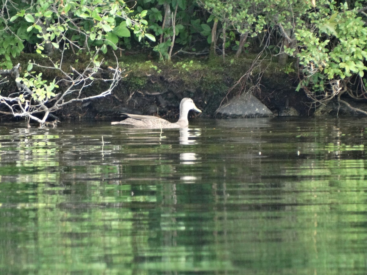 American Black Duck - ML257518341