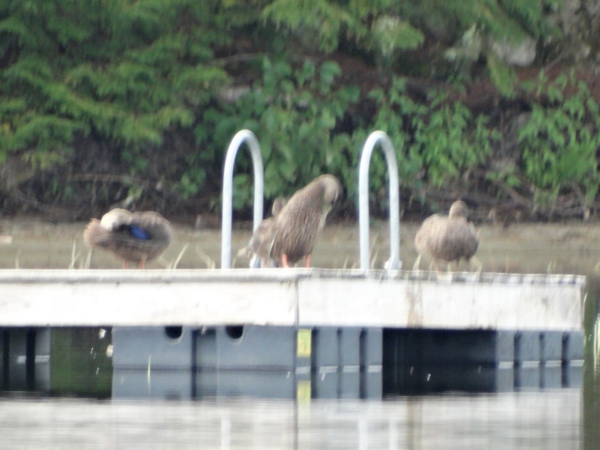 American Black Duck - ML257518421