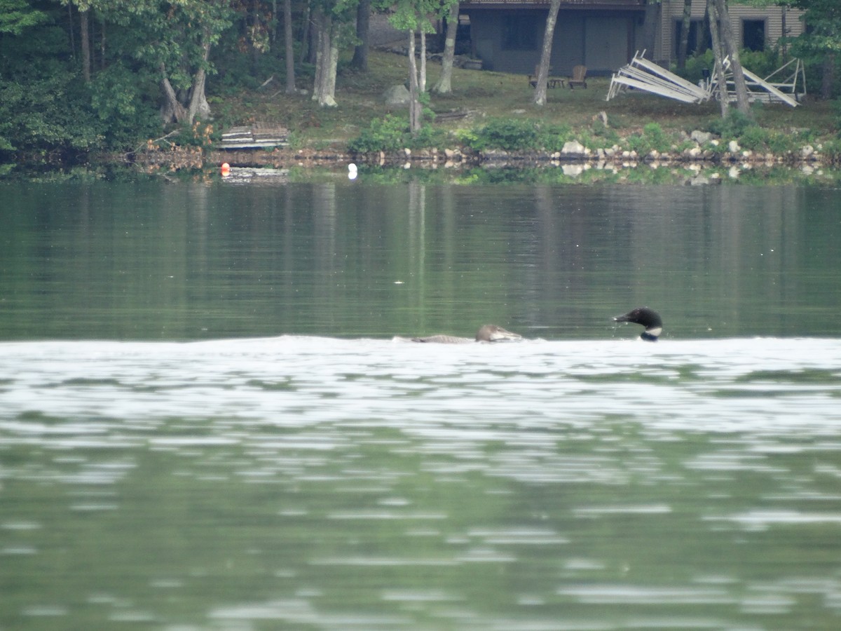 Common Loon - Jeffrey Sharpe