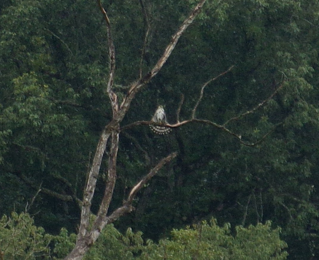 Cooper's Hawk - Phill and Lis Henry