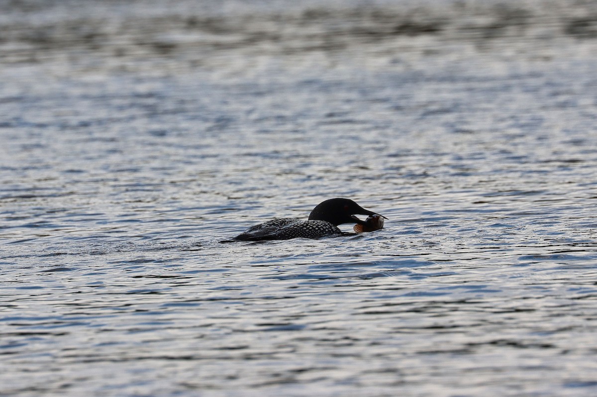 Plongeon huard - ML257522991