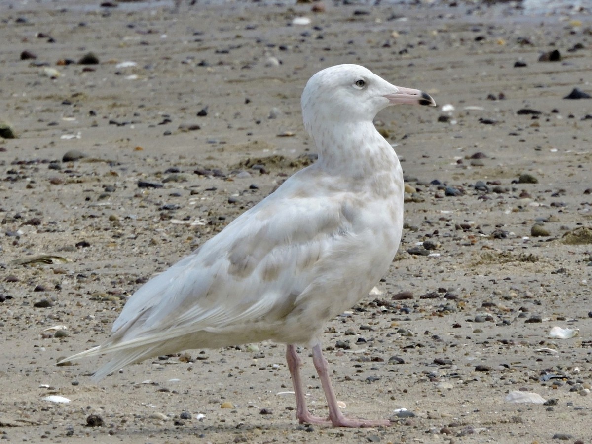 Glaucous Gull - ML257527091