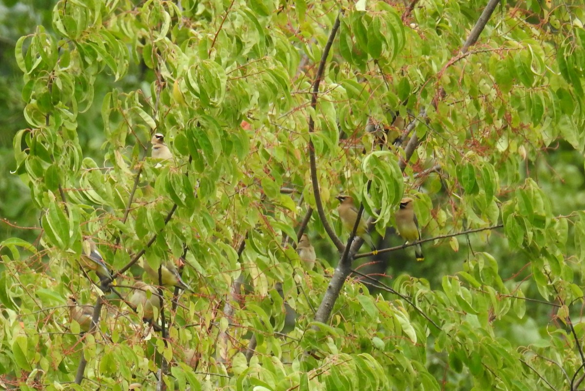 Cedar Waxwing - ML257527961