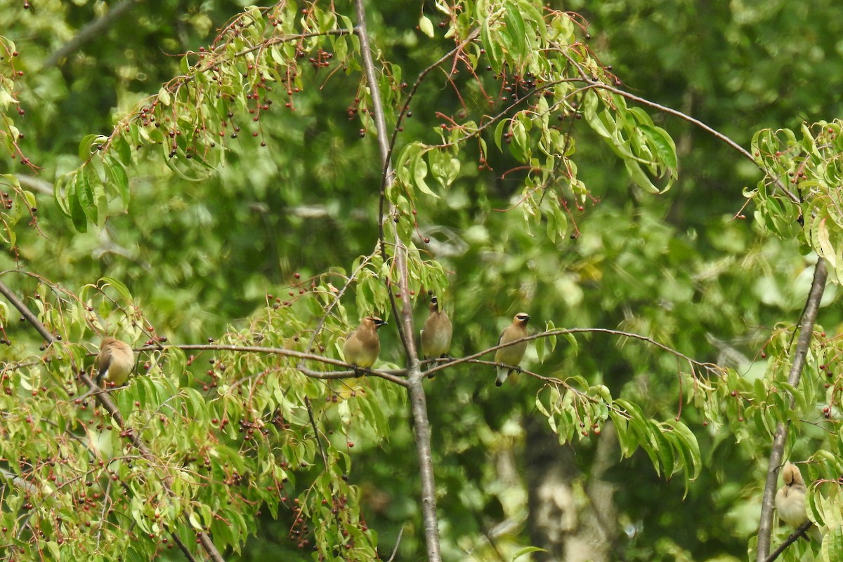 Cedar Waxwing - James Holsinger