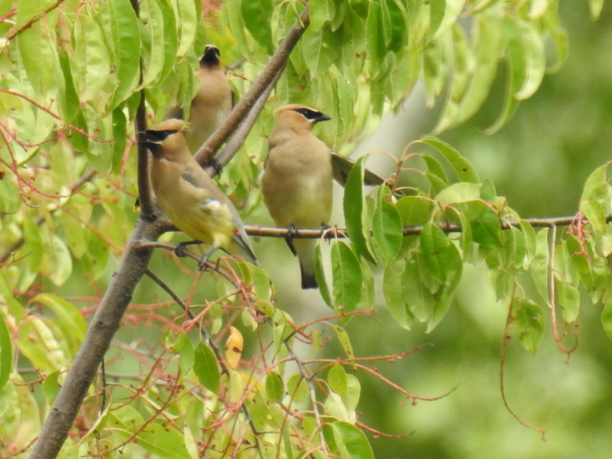 Cedar Waxwing - ML257528231