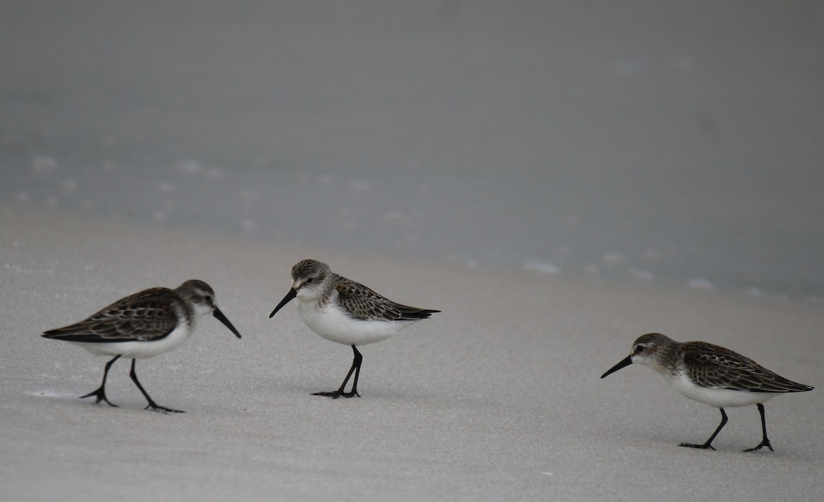 Western Sandpiper - ML257529821