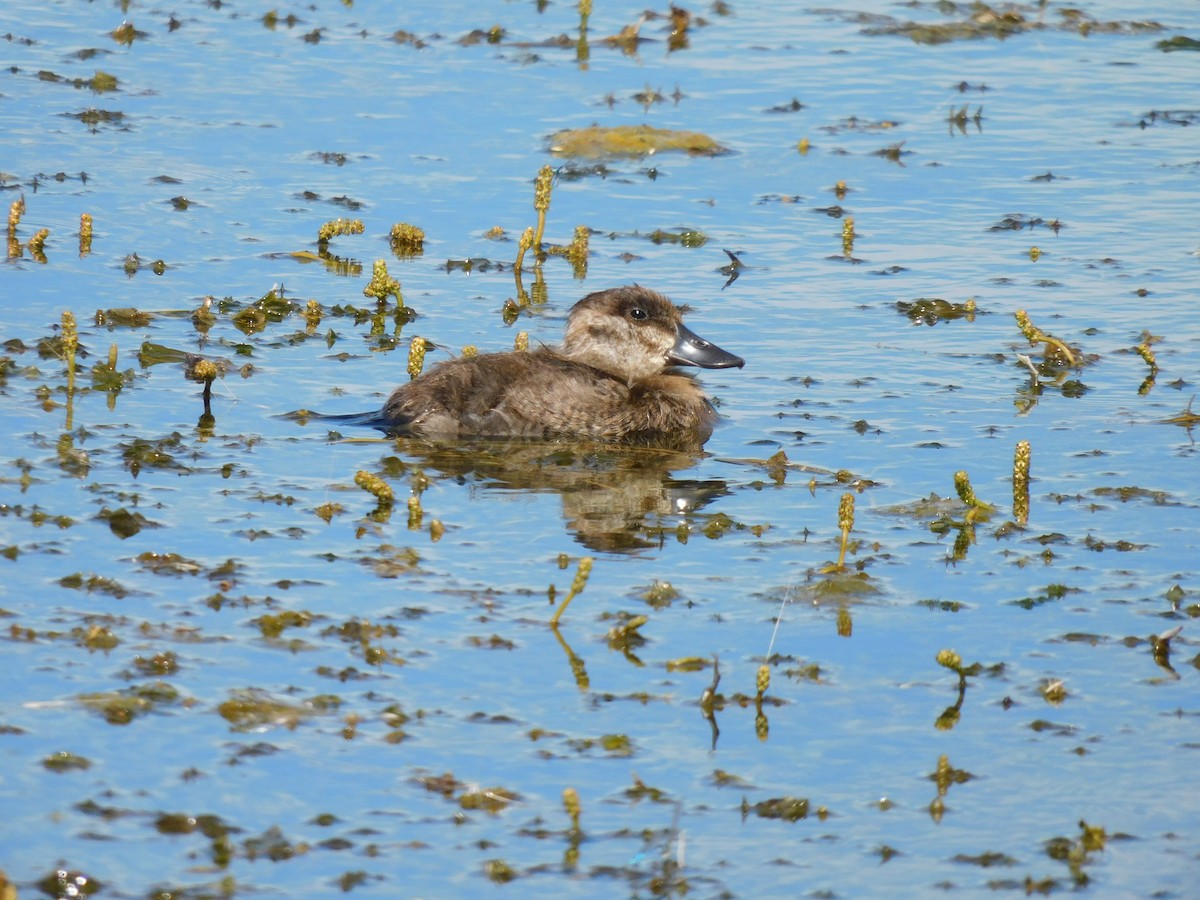 Ruddy Duck - Kathy Stewart