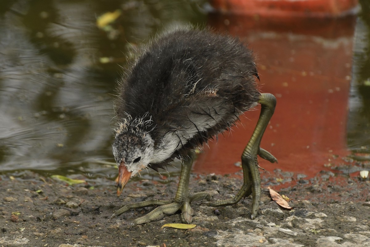 American Coot - ML257531321