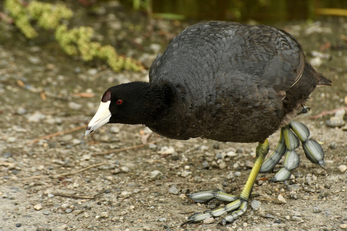 American Coot - ML257531391