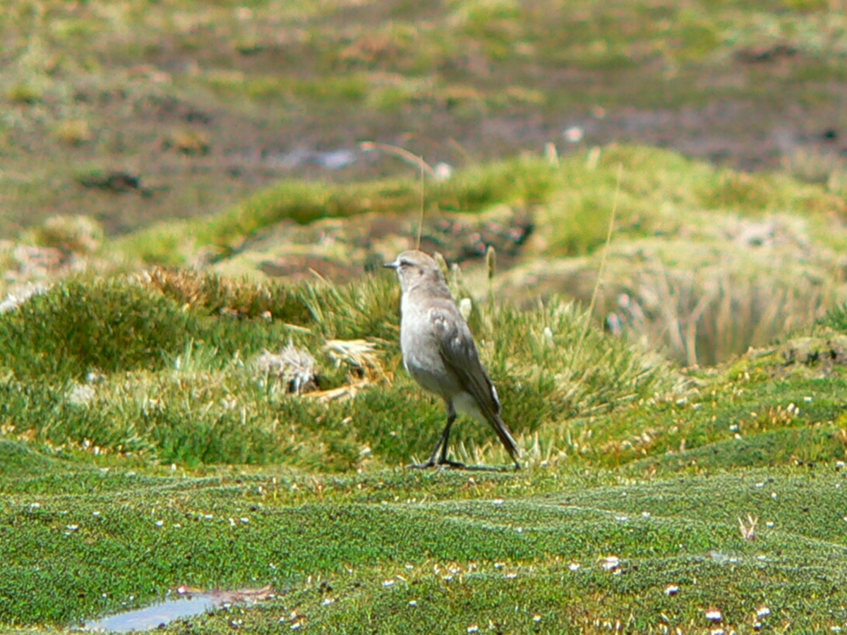 White-fronted Ground-Tyrant - ML257537611