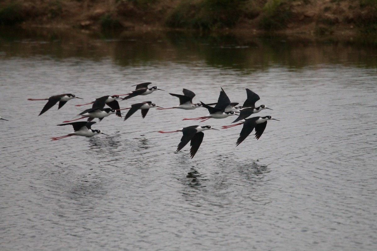 Black-necked Stilt - ML257538141