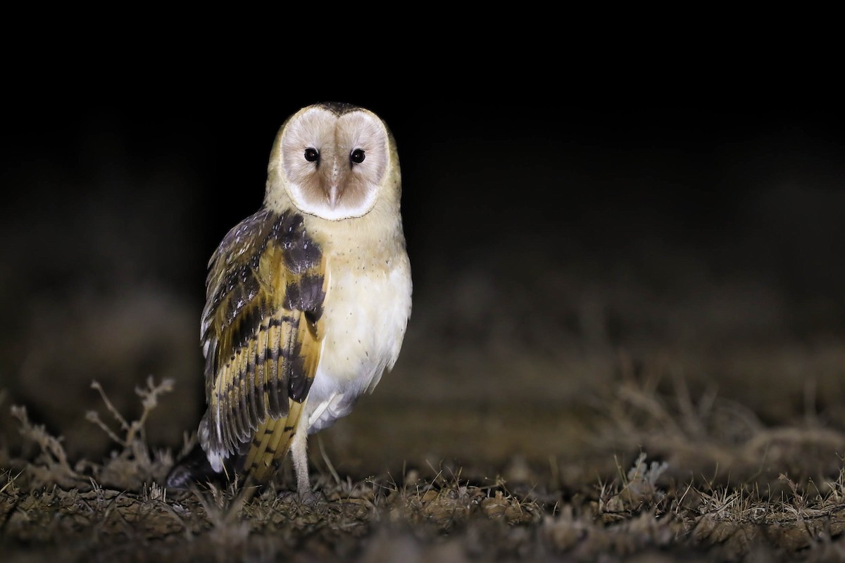 Australasian Grass-Owl - Ged Tranter