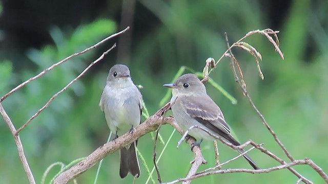 Eastern Wood-Pewee - ML257538661