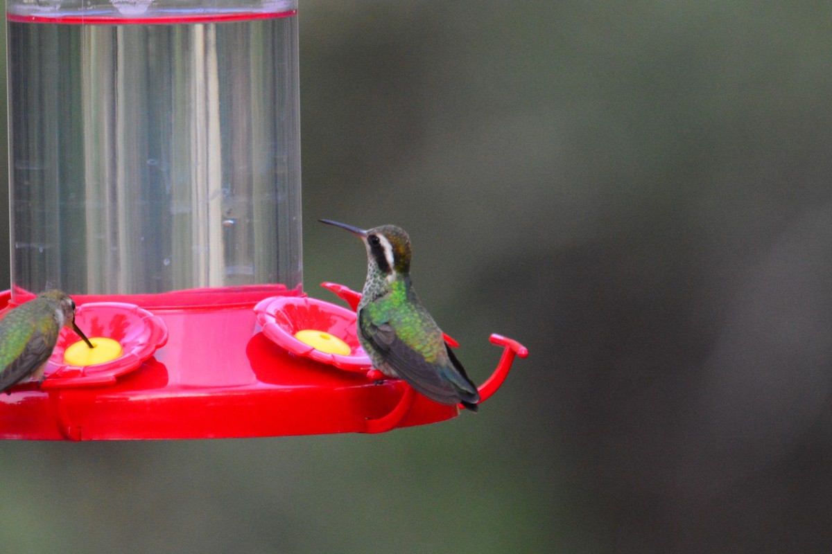 White-eared Hummingbird - ML257538681