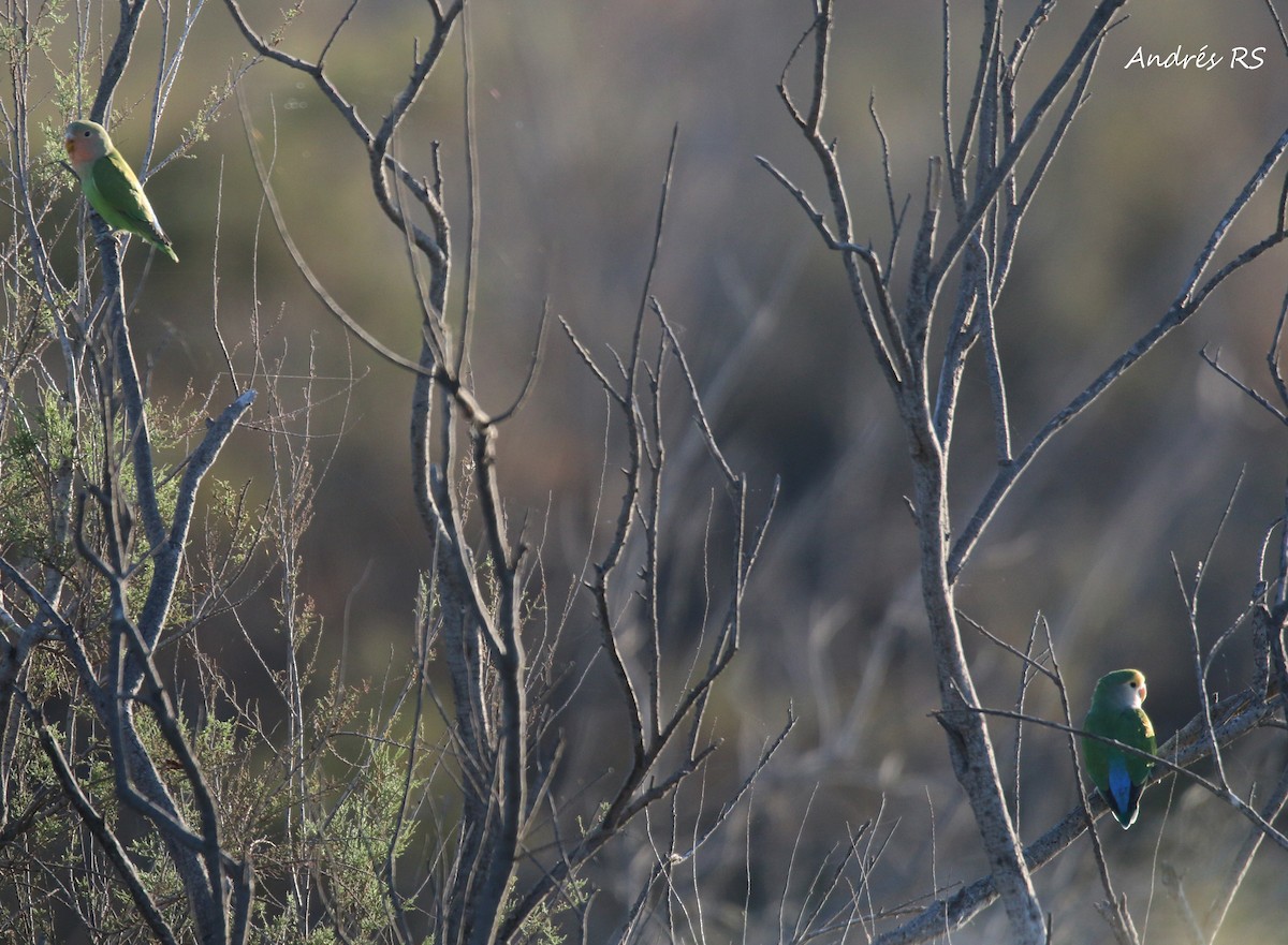 Rosy-faced Lovebird - ML257540221