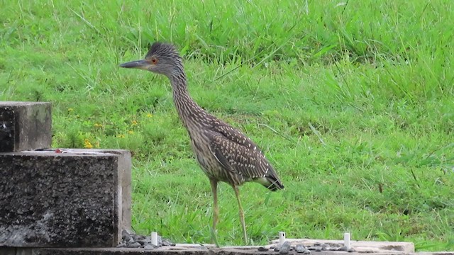 Yellow-crowned Night Heron - ML257540881