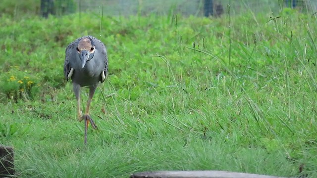 Yellow-crowned Night Heron - ML257541221