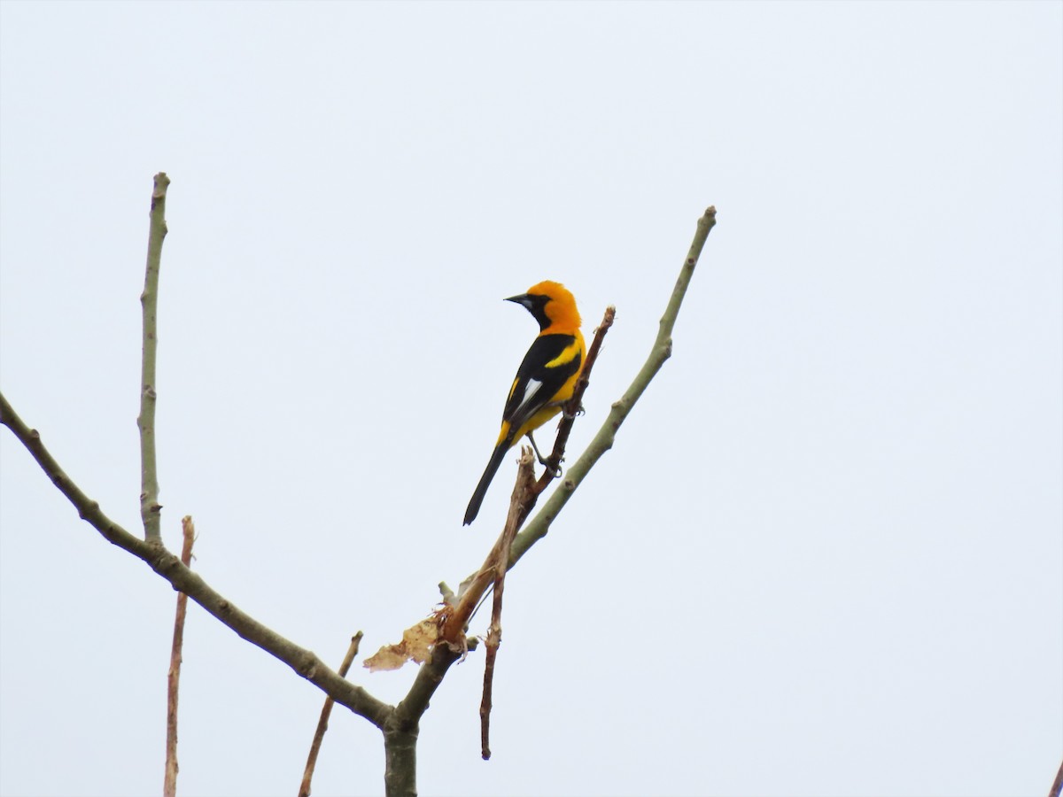 White-edged Oriole - ML257541881