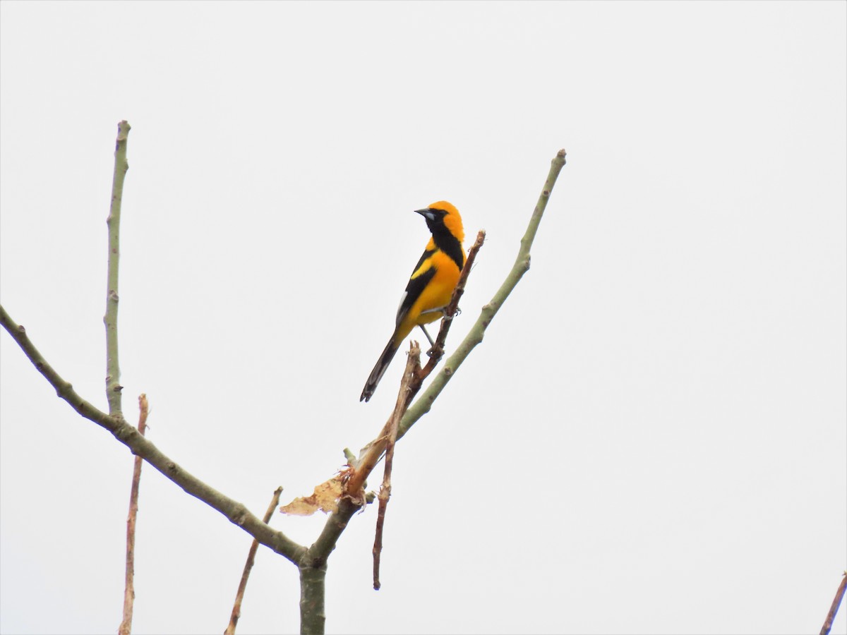 White-edged Oriole - ML257541901