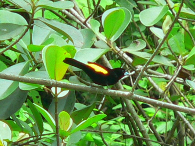Flame-rumped Tanager (Lemon-rumped) - ML257541981