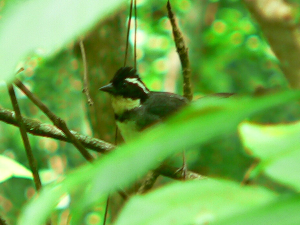 Black-capped Sparrow - ML257542041