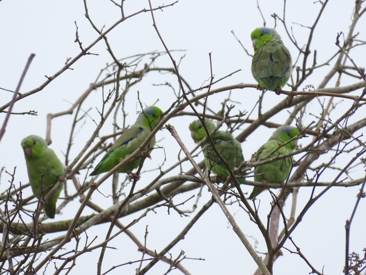 Pacific Parrotlet - ML257542101