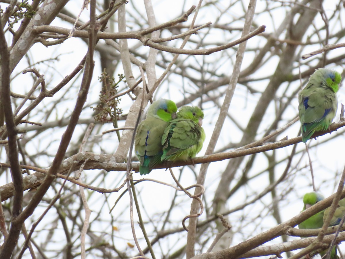 Pacific Parrotlet - ML257542141