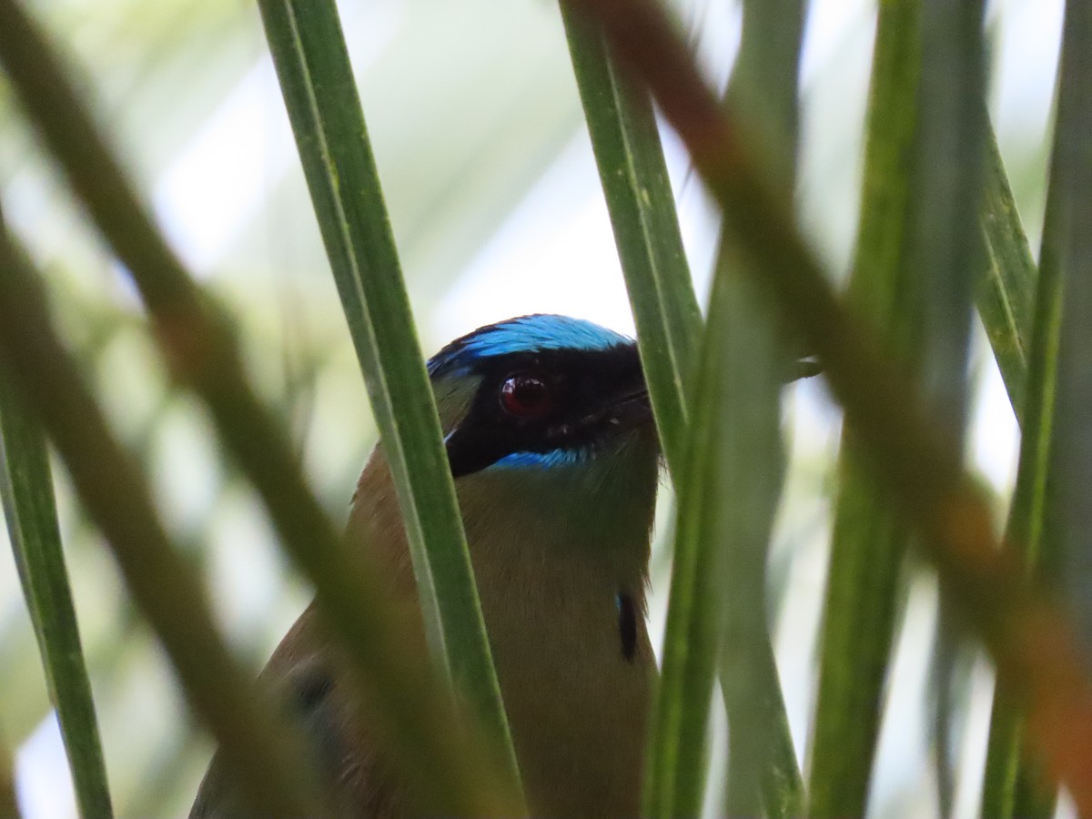 Whooping Motmot - ML257542171