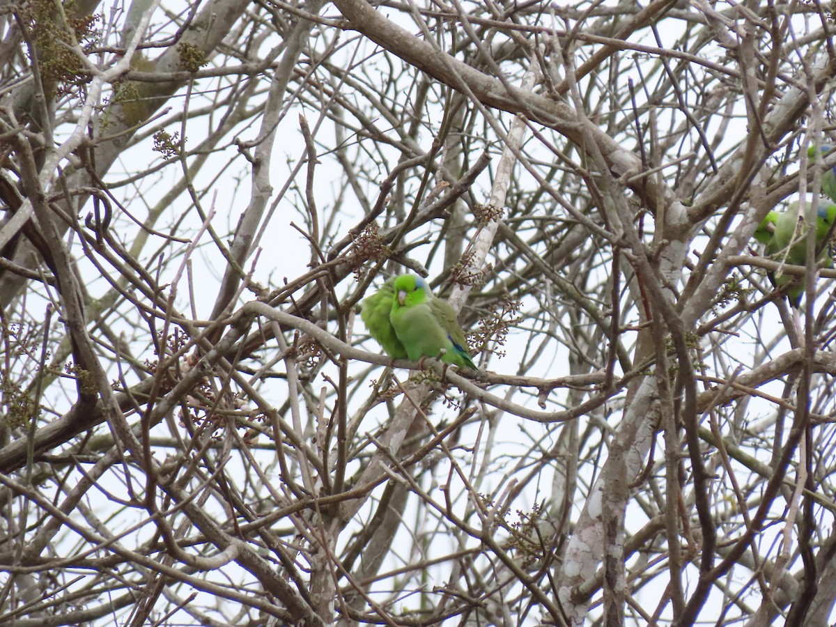 Pacific Parrotlet - ML257542211