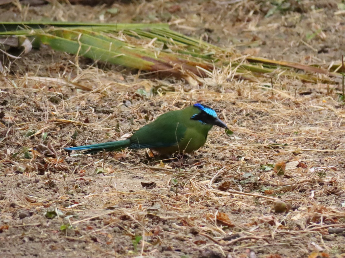 Whooping Motmot - ML257542221